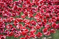 Ceramic Poppies at Tower of London Royalty Free Stock Photo