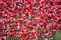 Ceramic Poppies at Tower of London