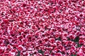 Ceramic Poppies at Tower of London Royalty Free Stock Photo