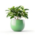 ceramic pot with a lush and vibrant plant, isolated against a pristine white background.
