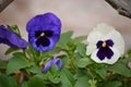 Ceramic pot of Pansies: Viola bicolor in white and purple