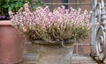 Ceramic pot of pink flowered heather on woody stems, photographed in Richmond, west London UK. Royalty Free Stock Photo