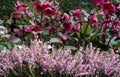 Ceramic pot of pink purple flowered heather on woody stems, with purple hellebores flowers behind.