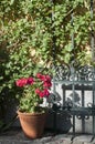 Ceramic pot of red geranium flower Royalty Free Stock Photo