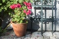 Ceramic pot of red geranium flower Royalty Free Stock Photo