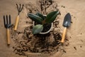 Ceramic pot with transplanted ficus and tools on soil background. Spring decoration of a home balcony or terrace with flowers