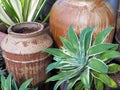 Ceramic Pots and Green Shrubs Royalty Free Stock Photo