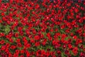 Ceramic red poppies