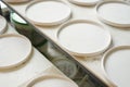 Ceramic studio, plane white plates ready to glaze and baking