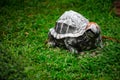 Ceramic turtle on lawn Royalty Free Stock Photo