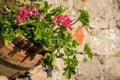 Ceramic vase with geraniums in a stone wall