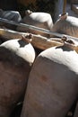 Ceramic vessels used in the production of Peruvian pisco and wine in vineyards near Ica, Peru