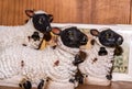 Ceramic Vintage kneeling Sheep Figurine with black faces and bell with wooden background Royalty Free Stock Photo