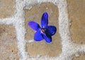 Ceramic violet imbedded in a cobblestone in the `Violet village`, Tourrettes sur Loup in Provence, France Royalty Free Stock Photo