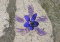 Ceramic violet imbedded in a cobblestone in the `Violet village`, Tourrettes sur Loup in Provence, France Royalty Free Stock Photo