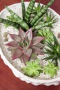Ceramic white flower pot with variety of succulents