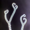 Ceramium sp. red algae under microscopic view, Rhodophyta Royalty Free Stock Photo