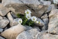 Cerastium carinthiacum in the mountains Royalty Free Stock Photo