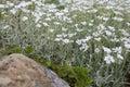 Cerastium caryophyllaceae flowers blossom among stones cute spring natural background