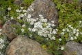 Cerastium caryophyllaceae flowers blossom among stones, horizontal photography Royalty Free Stock Photo