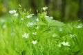 Cerastium fontanum, also Cerastium holosteides - a herbaceous plant, a species of the genus Yaskolka of the Caryophyllaceae family Royalty Free Stock Photo