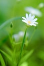 Cerastium is a genus of annual, or perennial plants belonging to the family Caryophyllaceae. They are commonly called mouse-ear