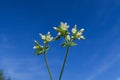 Cerastium glomeratum Mouse ear Chickweed flower Royalty Free Stock Photo