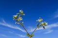 Cerastium glomeratum Mouse ear Chickweed flower Royalty Free Stock Photo