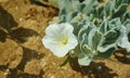 Cerastium lithospermifolium