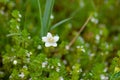 Cerastium lithospermifolium flowers on the mountain in Aktru valley. North-Chuiskiy Range. Altai Republic, Siberia