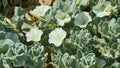 Cerastium lithospermifolium