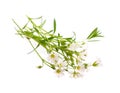 Cerastium mouse-ear chickweed. Royalty Free Stock Photo