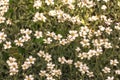 Cerastium tomentosum, snow-in-summer, an herbaceous flowering plant Royalty Free Stock Photo