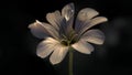 Cerastium Tomentosum 001 Royalty Free Stock Photo