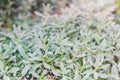 Cerastium tomentosum - Snow-in-Summer or mouse-ear chickweed, after flowering