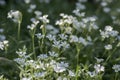 Cerastium tomentosum, Snow-in-Summer perennial flowers in bloom, group of white flowering plants on green background