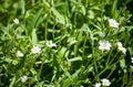 Cerastium, Yaskolka White flowers, grey-green foliage, groundcover. Floral background, Small delicate flowers. Yaskolka felt