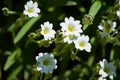 Cerastium, Yaskolka White flowers, grey-green foliage, groundcover. Floral background, Small delicate flowers. Yaskolka felt