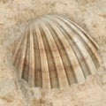 Cerastoderma Edule Common Cockle Royalty Free Stock Photo