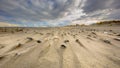 Cerastoderma shells on wind swept beach Royalty Free Stock Photo