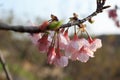 Cerasus serrulata blossom