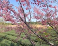 Cerasus serrulata flowers in the tea gardens, adobe rgb