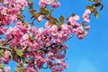 Cerasus serrulata (Japanese flowering cherry)