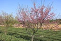 The pink cerasus serrulata in the tea gardens, adobe rgb