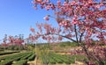 Cerasus serrulata tree in the tea gardens, adobe rgb