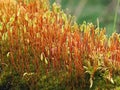 Ceratodon Purpureus Moss on tree stump