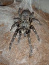 Ceratogyrus darlingi Tarantula Royalty Free Stock Photo