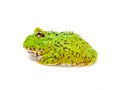Green pacman frog isolated on white background