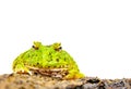 Green pacman frog isolated on white background