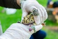 Ceratophrys ornata The Argentine horned frog, pacman frog is sitting on gloved hands Royalty Free Stock Photo